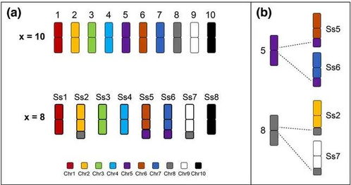 我校國(guó)家甘蔗工程技術(shù)研究中心鄧祖湖團(tuán)隊(duì)開發(fā)甘蔗染色體全涂染探針揭示甘蔗復(fù)合體不同物種間染色體融合